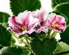 African Violet LE-RUBINOVYY LAZER - LE-RUBY LAZER